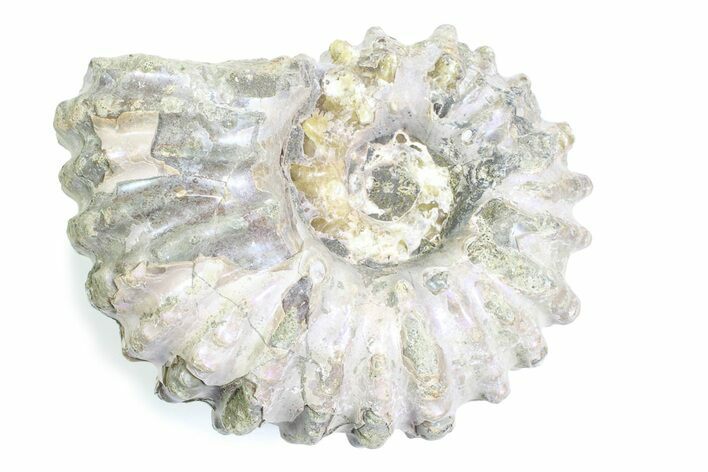 Bumpy Ammonite (Douvilleiceras) Fossil - Purple Iridescence #361158